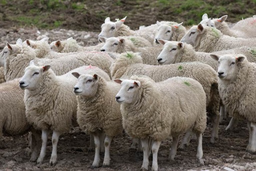 کمبود گوگرد ومس در گوسفندان