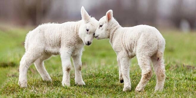 دوقلوزایی گوسفندان