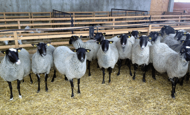 گوسفند رومانوف ،نژاد رومانوف