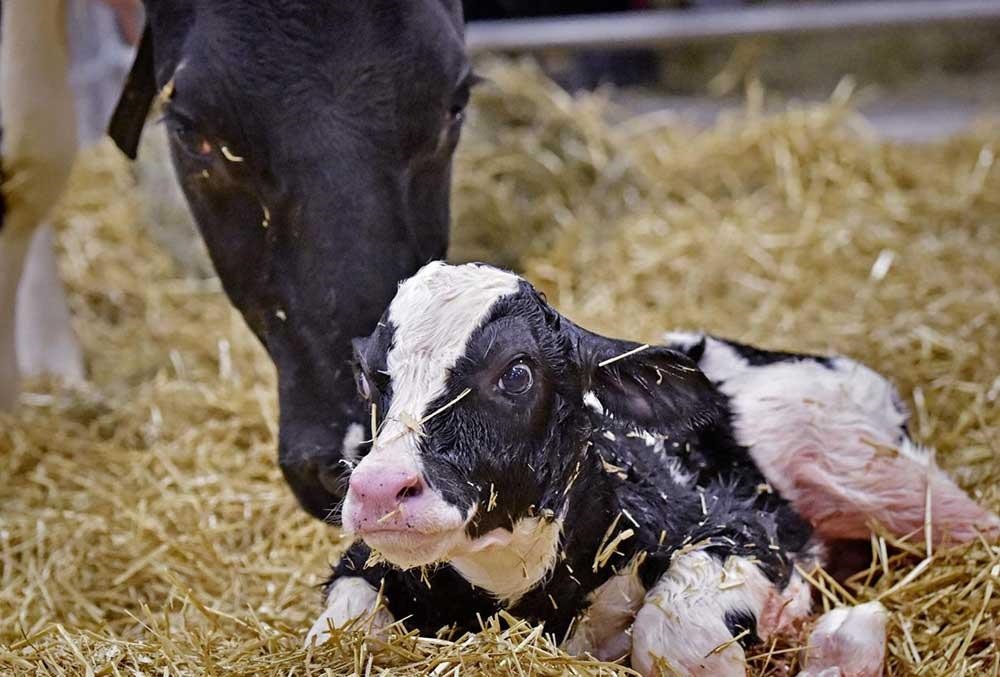 عوامل سقط جنین در گاوها