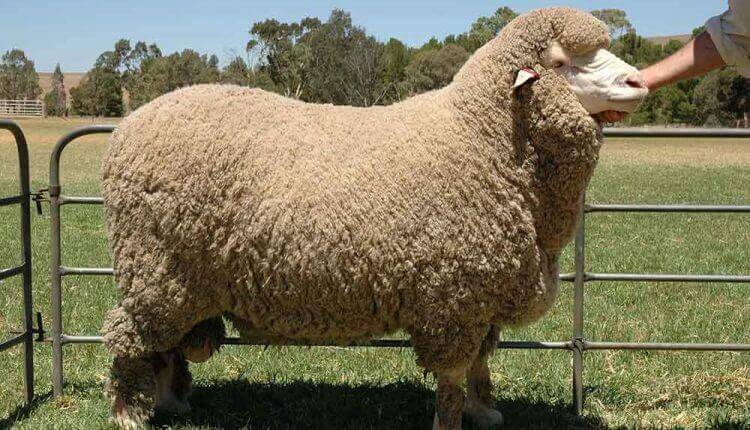 گوسفند مرینوس