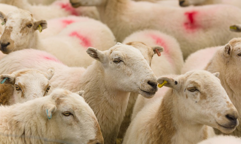 بیماریهای انگلی گوسفند،داروی ضد انگل گوسفند , گوشت گوسفندی