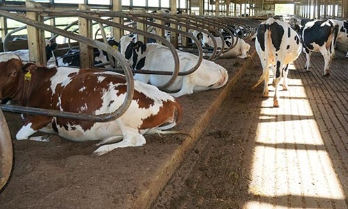 بستر مورد نیاز در پرورش گاو