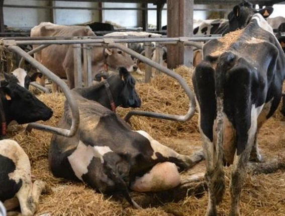 بستر مورد نیاز در پرورش گاو