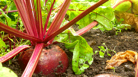 سبزیجات مناسب برای کاشت در پاییز و زمستان-چغندر
