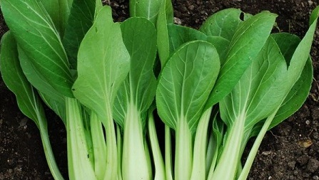 سبزیجات مناسب برای کاشت در پاییز و زمستان