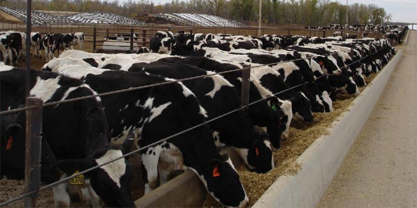 تغذیه پروتئین در گاو شیری