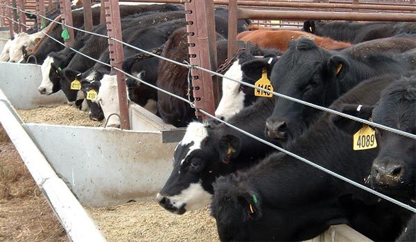 تغذیه پروتئین در گاو شیری