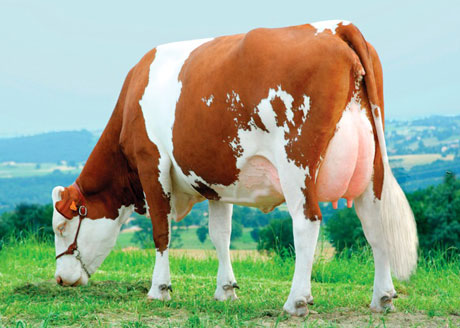 ارزیابی تیپ گاو شیری