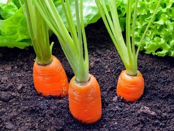 کاشت هویج