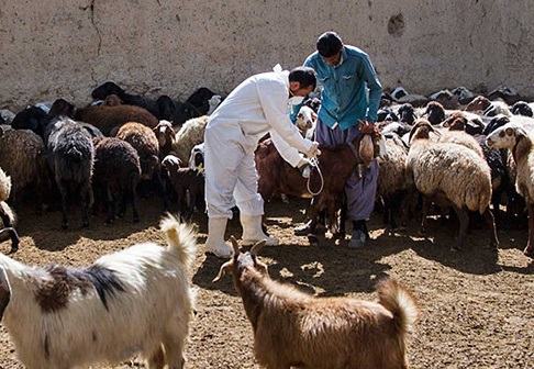 واکسیناسیون گوسفند و بز