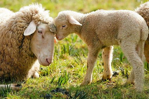 کمبود کبالت در گوسفند