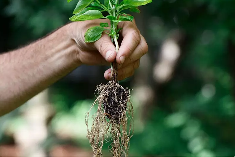 عوامل موثر در ریشه زایی و رشد ریشه ها در گیاهان