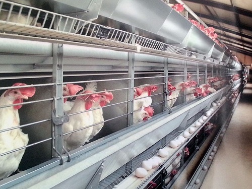 مدیریت تولید تخم مرغ ، آنفلوآنزای فوق حاد پرندگان