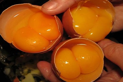 مدیریت تولید تخم مرغ