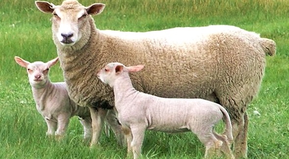 ، خرید تضمینی دام عشایری ، بیماری آگالاکسی در گوسفند و بز