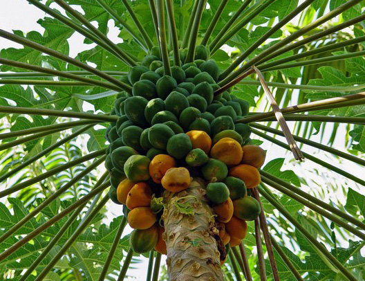 میوه استوایی پاپایا