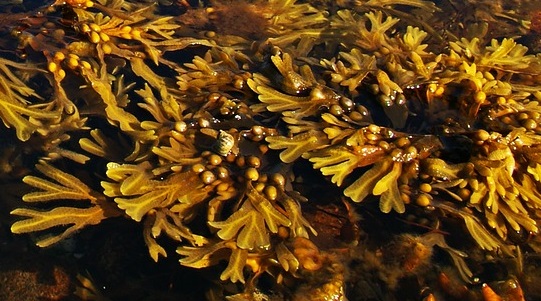 کود جلبک دریایی
