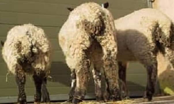 بیماری اسهال گوسفندان