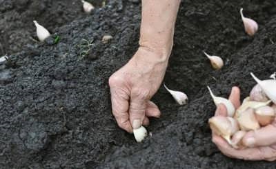 خاک مناسب برای گیاه سیر