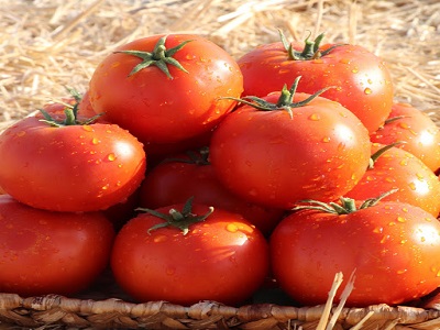 پرورش گوجه فرنگی