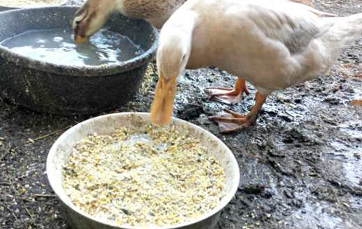 تغذیه و خوراک اردک خانگی