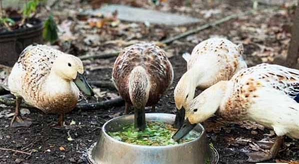 تغذیه و خوراک اردک خانگی