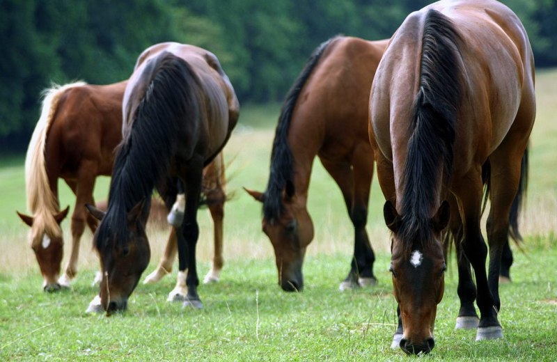 شایع ترین بیماریهای اسب ها
