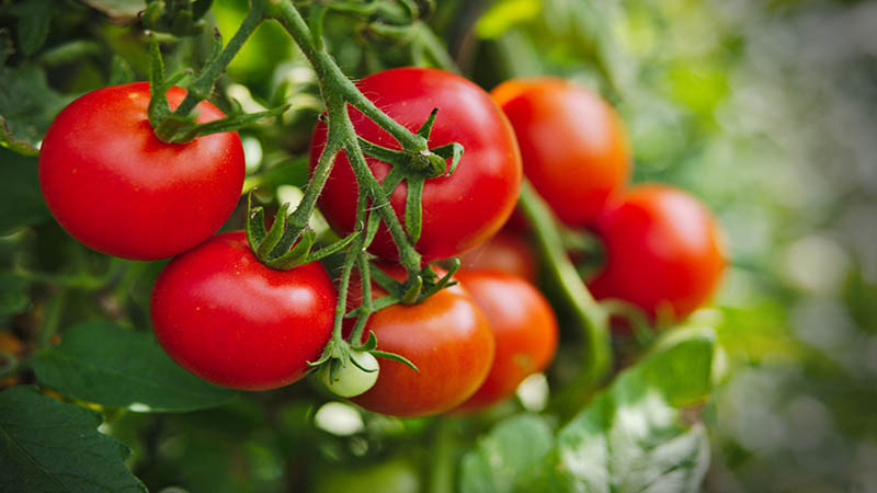 پرورش گوجه فرنگی در مناطق گرمسیری