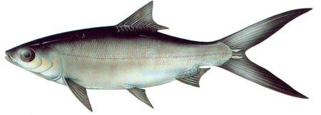 ماهی گرمابی خامه ماهی