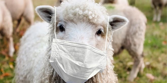 بیماری های گوسفندان