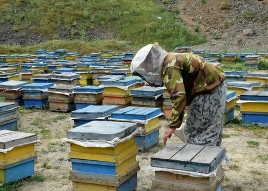 زمستان گذرانی زنبوران عسل