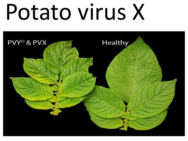 بیماری ویروس X سیب زمینی
