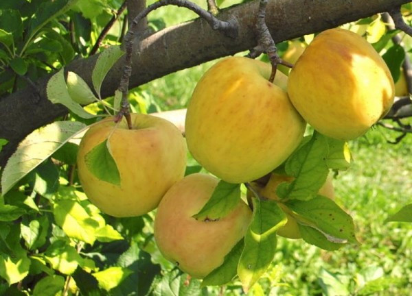 علت میوه ندادن درخت سیب