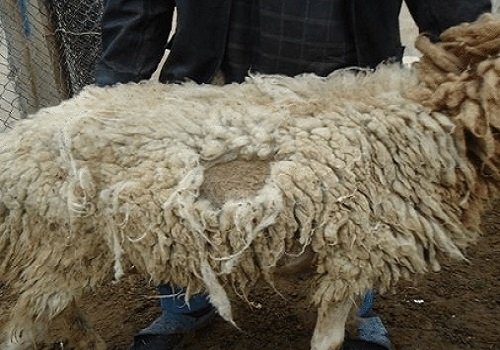 کمبود گوگرد ومس در گوسفندان