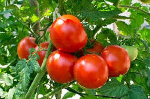 اختلالات فیزیولوژیکی گوجه فرنگی