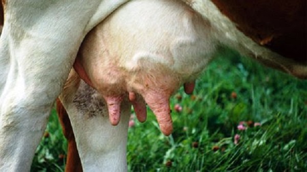 کنترل ورم پستان گاو شیری