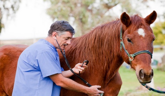 شایع ترین بیماری ها در اسب ها