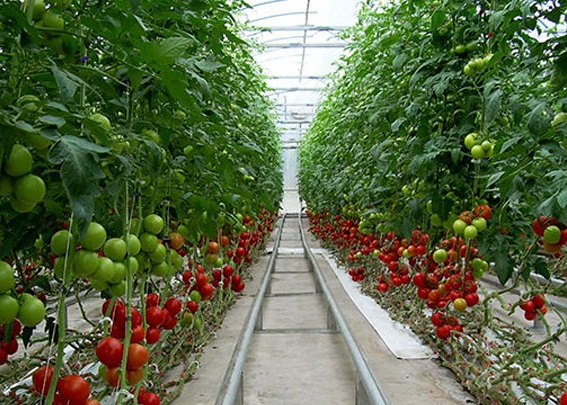دمای مناسب پرورش گوجه فرنگی
