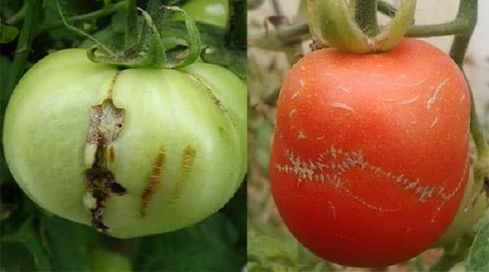 بیماری زیپی شدن گوجه فرنگی
