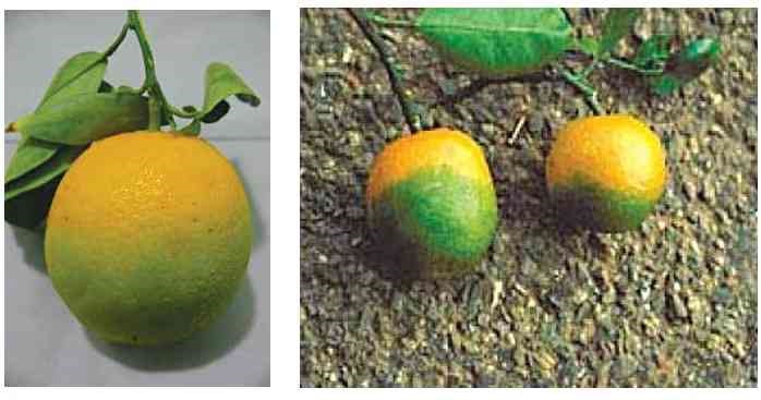 بیماری شاخه زرد یا میوه سبز مرکبات