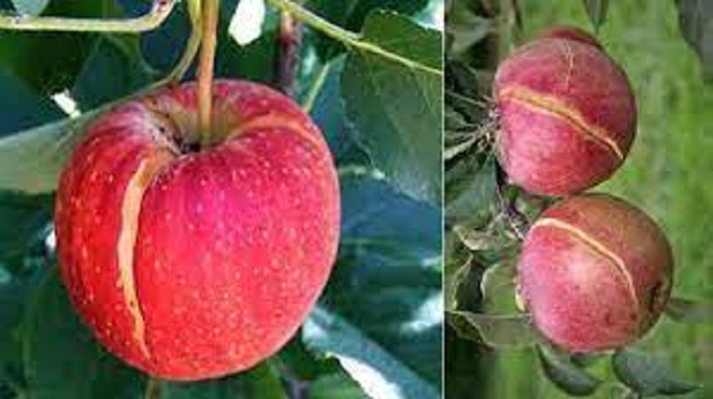 ترک خوردگی میوه سیب