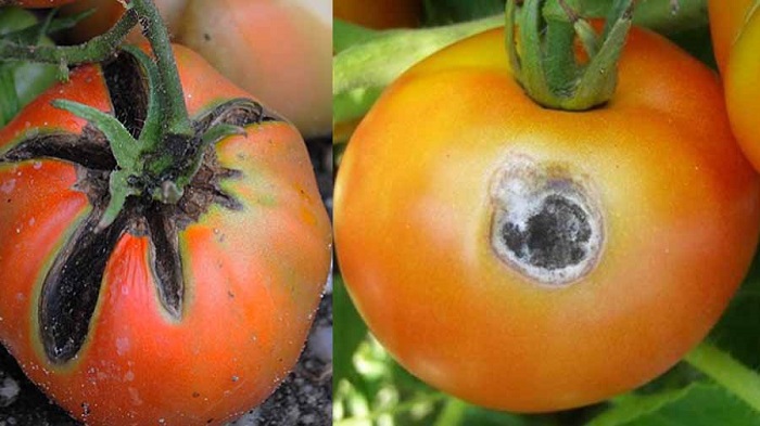 بیماری کپک سیاه گوجه فرنگی