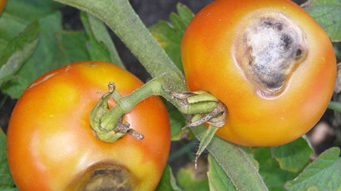 بیماری کپک سیاه گوجه فرنگی
