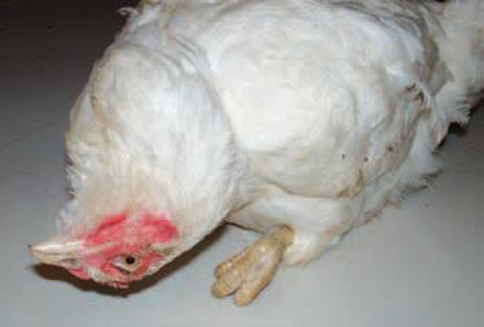 سندرم مرگ ناگهانی مرغ ها