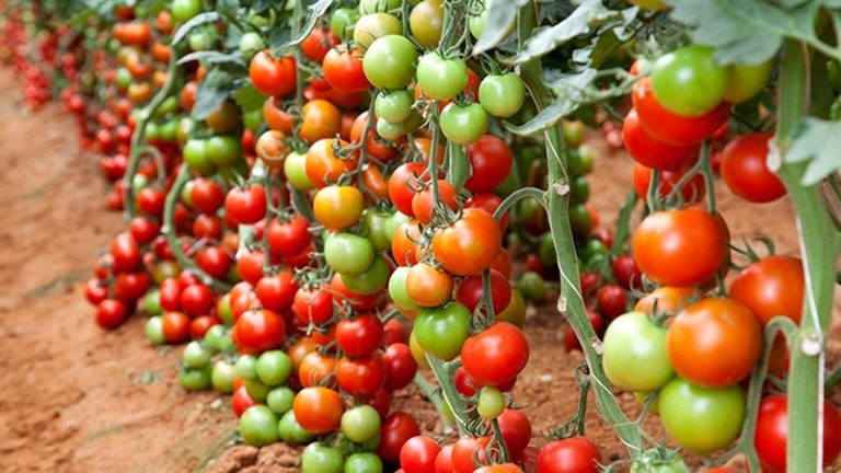 کود دهی در زراعت گوجه فرنگی