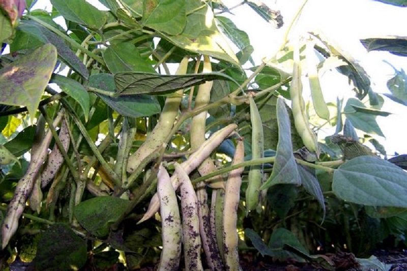 گیاه لوبیا چیتی