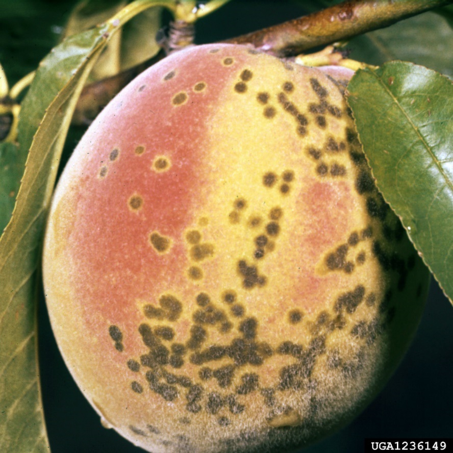 بیماری غربالی درختان میوه هسته دار