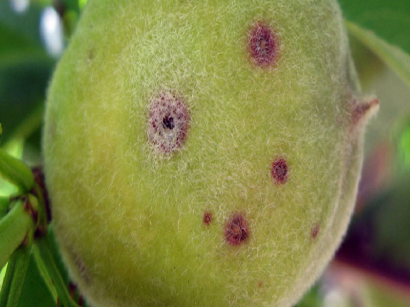 بیماری غربالی درختان میوه هسته دار