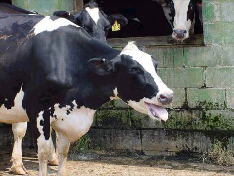 استرس گرمایی در گله های گاو شیری